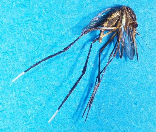 Psorophora albipes
